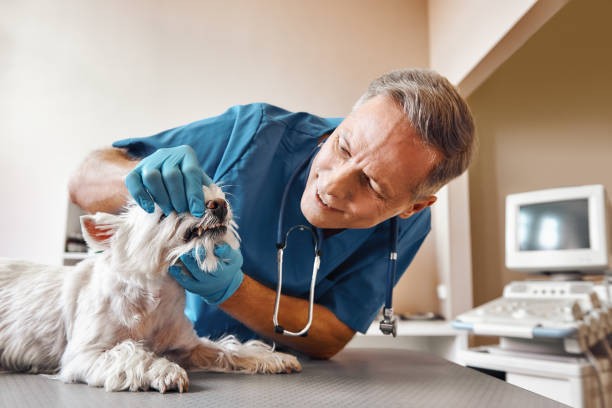 Best Emergency Dental Care for Broken or Chipped Teeth in Hitchcock, TX